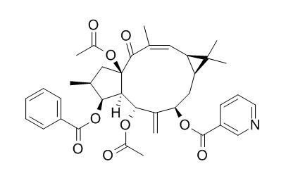 大戟因子L9