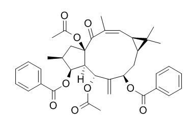 大戟因子L2