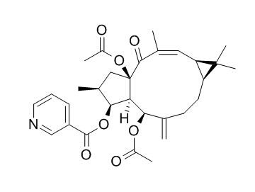 大戟因子L8