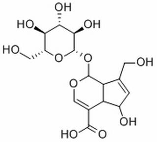 去乙酰车叶草苷酸