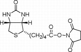 N-羟基琥珀酰亚胺生物素