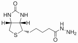 生物素酰肼