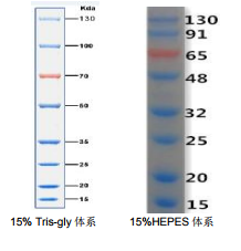 15-130kDa双色预染蛋白Marker
