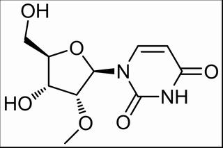 2′-甲氧基尿苷